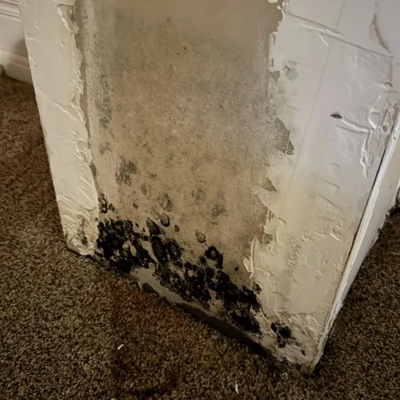 Professional Mold Removal in Sheridan, AR